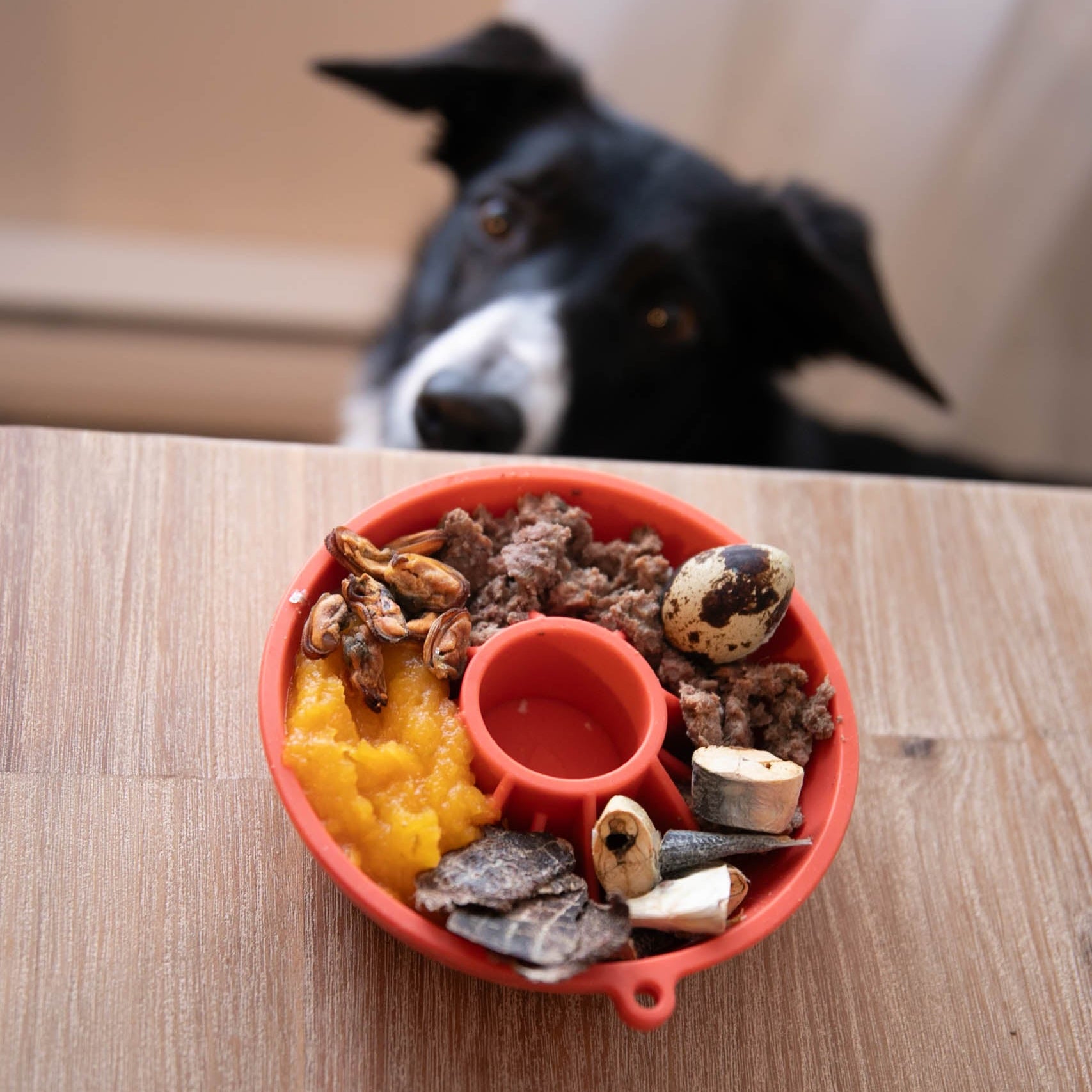 Bol interactif Kiwi - Dog's Crush