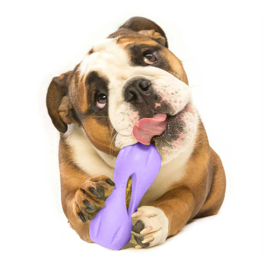 Qwizl Lavande ÉDITION LIMITÉE - West Paw