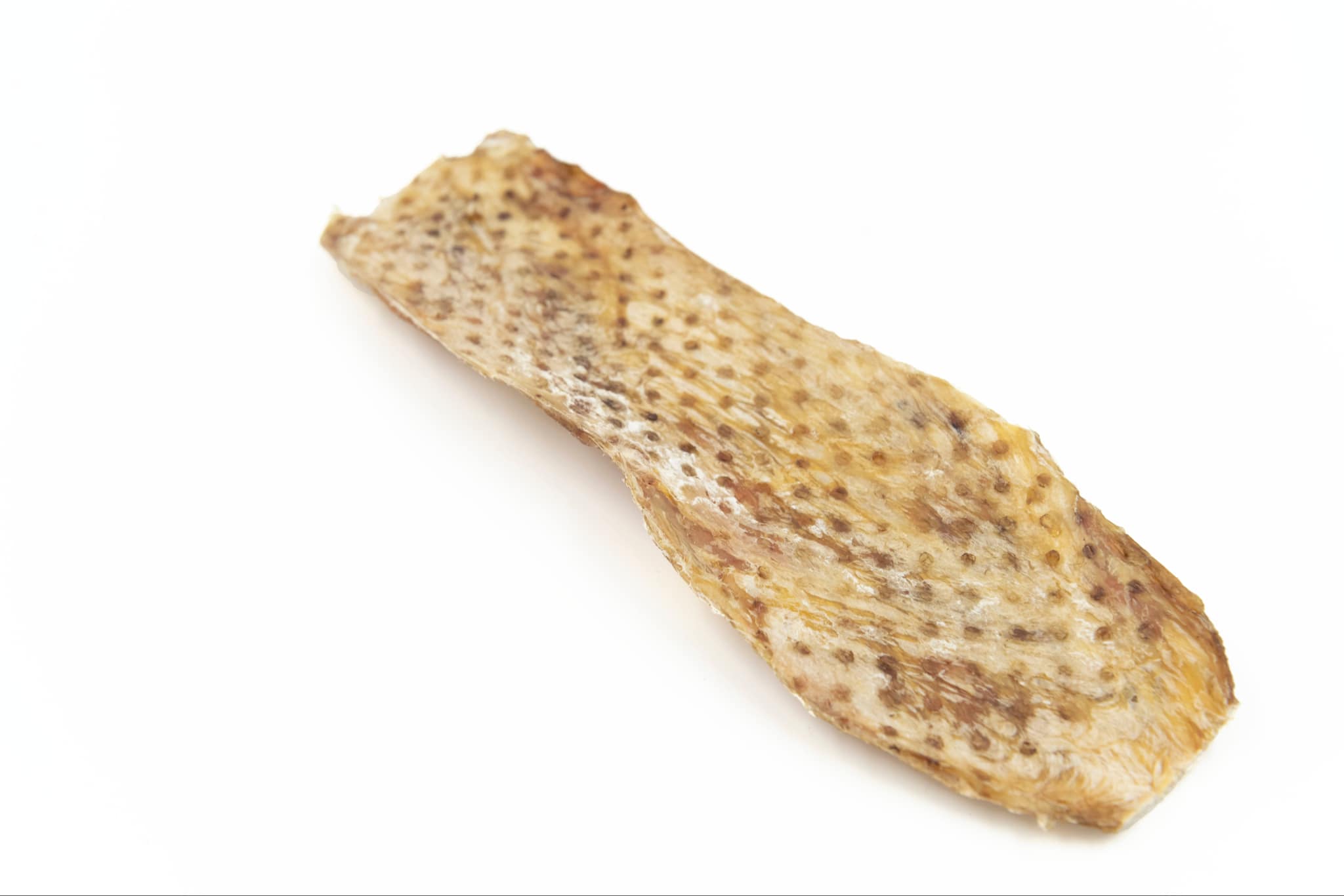 Lanière de vessie de boeuf 10"