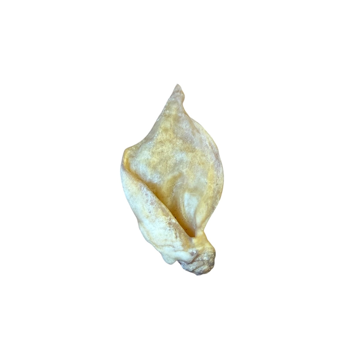 Oreille d'agneau déshydratée