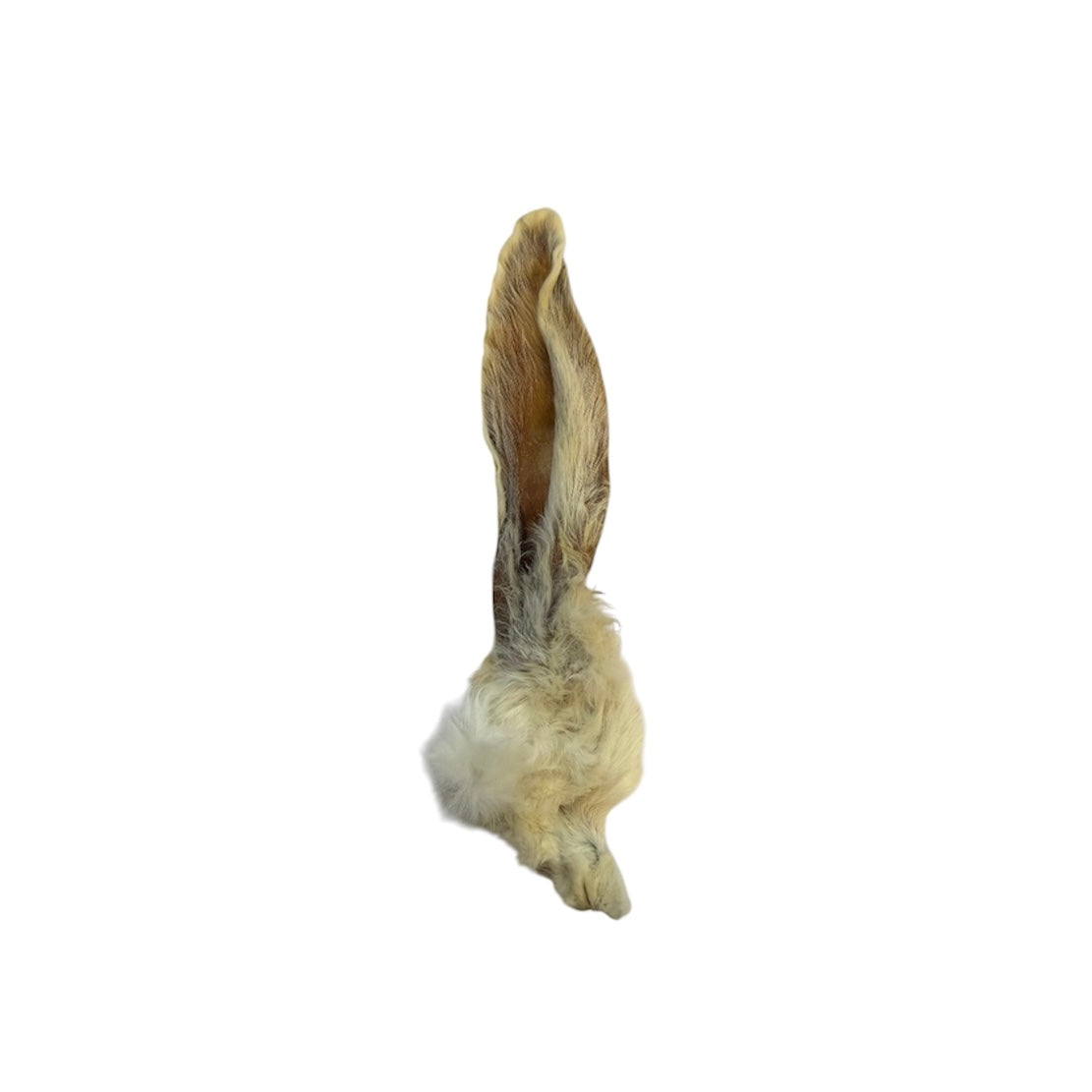 Oreille de lapin 4-9" - Cal Premium