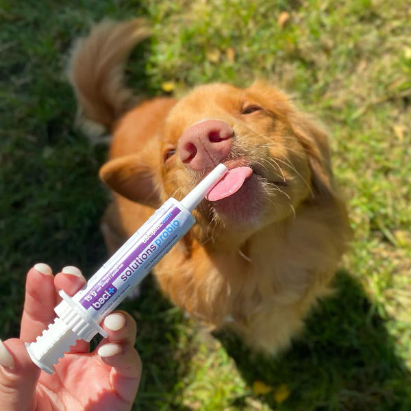 Pâte pré et probiotiques - Baci+