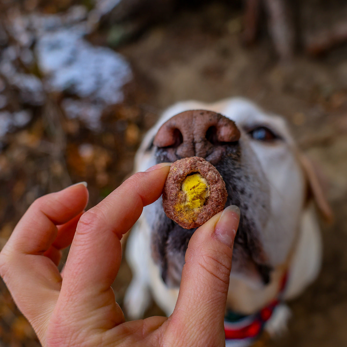 Pupkin spice cup - Sender to the Summit