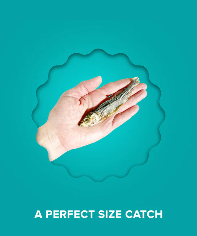 Hareng de la Baltique entier - Plato