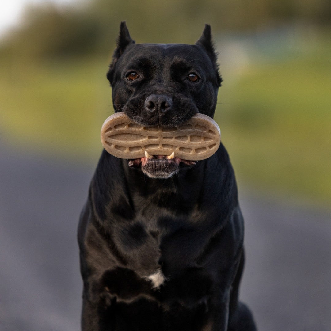 Arachide ultra durable - Soda Pup