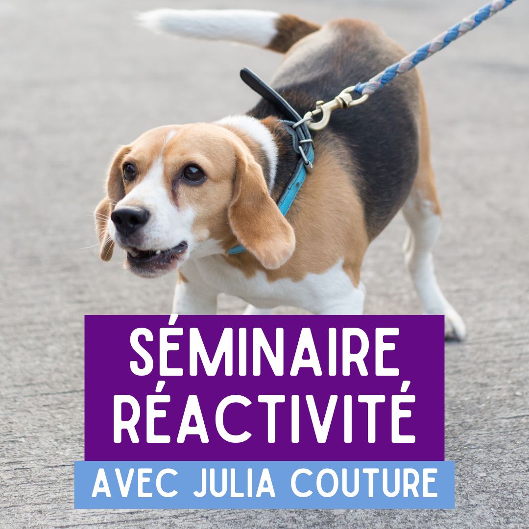 Séminaire sur le réactivité