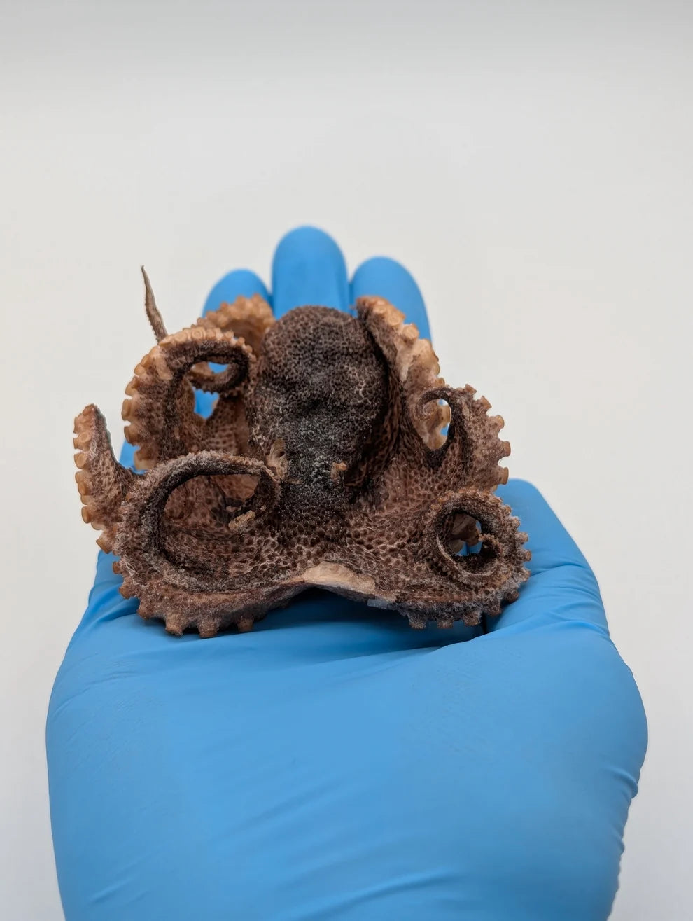 Pieuvres entières lyophilisées - Sender Summit Snacks