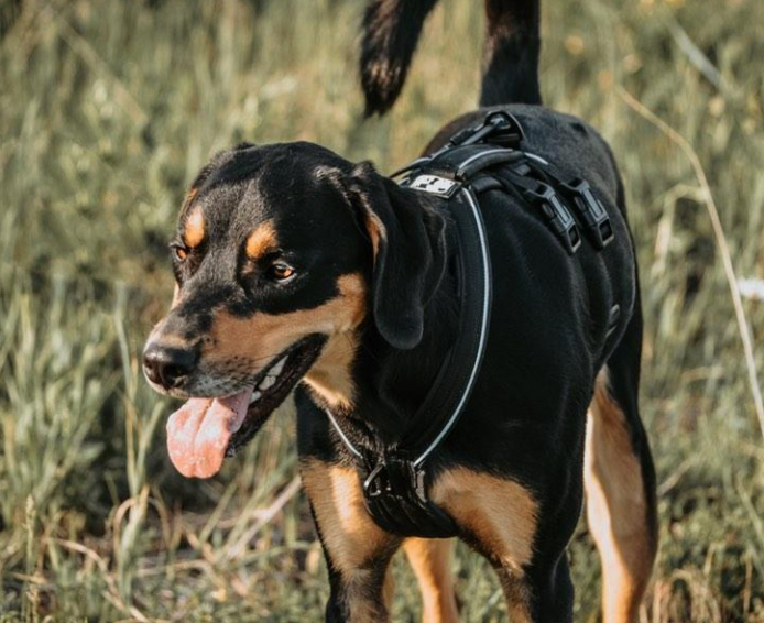 Harnais ATLAS - Le chien blanc
