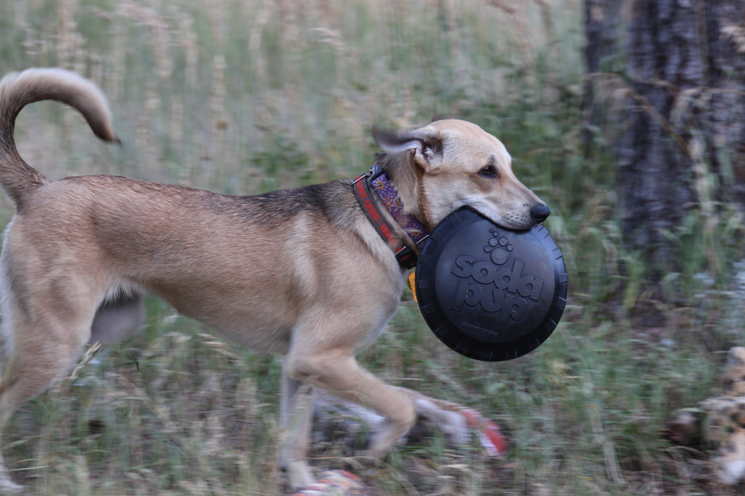 Frisbee ultra durable