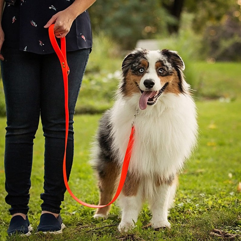 Laisse régulière - Collection Splash