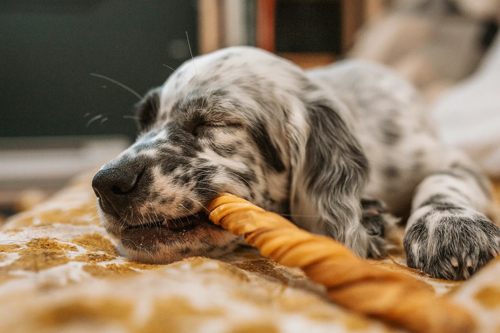 L’arrivée d’un chiot : entre ce qu’on imagine… et ce qui se passe vraiment