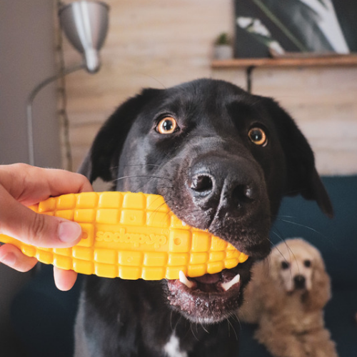 Jouets masticatoires