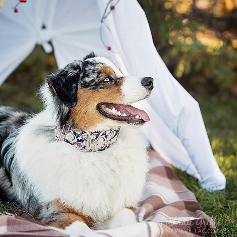 Laisses , Colliers & bandanas