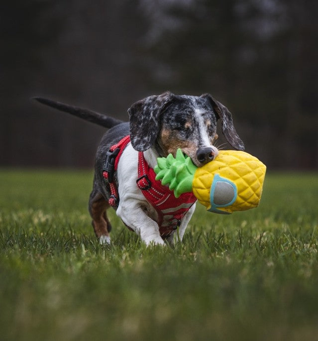 Jouets amusants
