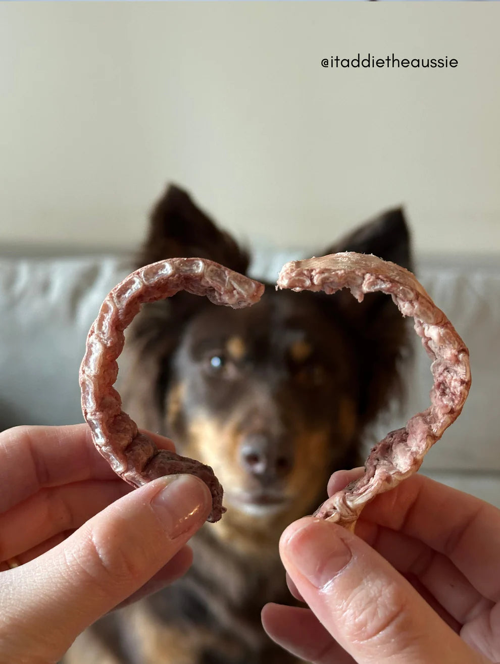 Lanières de trachée de bison lyophilisée - Sender Summit Snacks