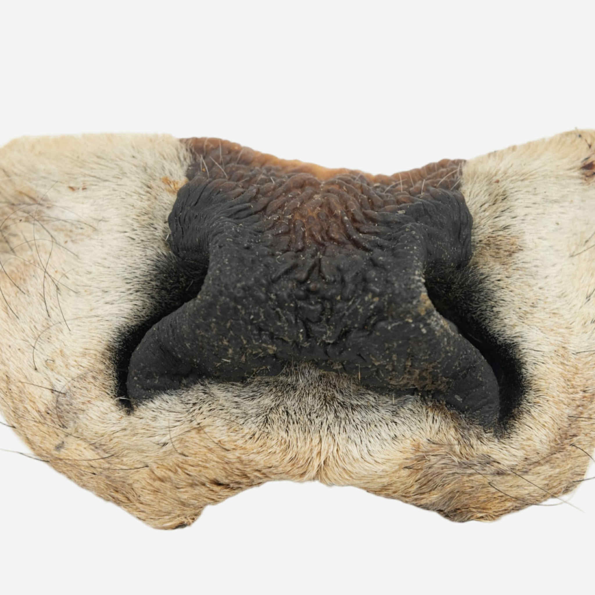 Nez de boeuf avec fourrure - Vrac pour chien