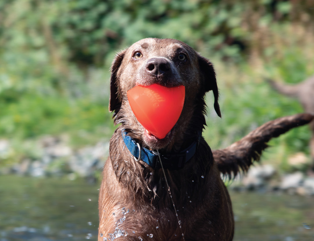 Ruff Dawg - Jouet indestructible Dawg-X