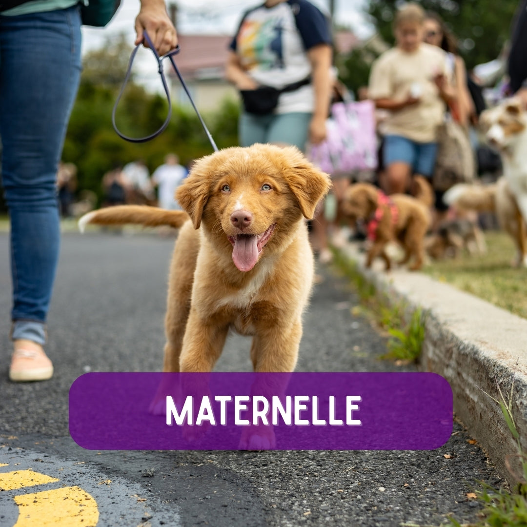 Maternelle pour chiot
