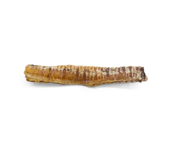 Trachée de veau 10-12'' - WaWWaw