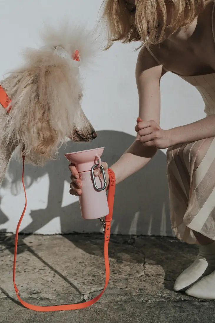 Bouteille d'eau Springer