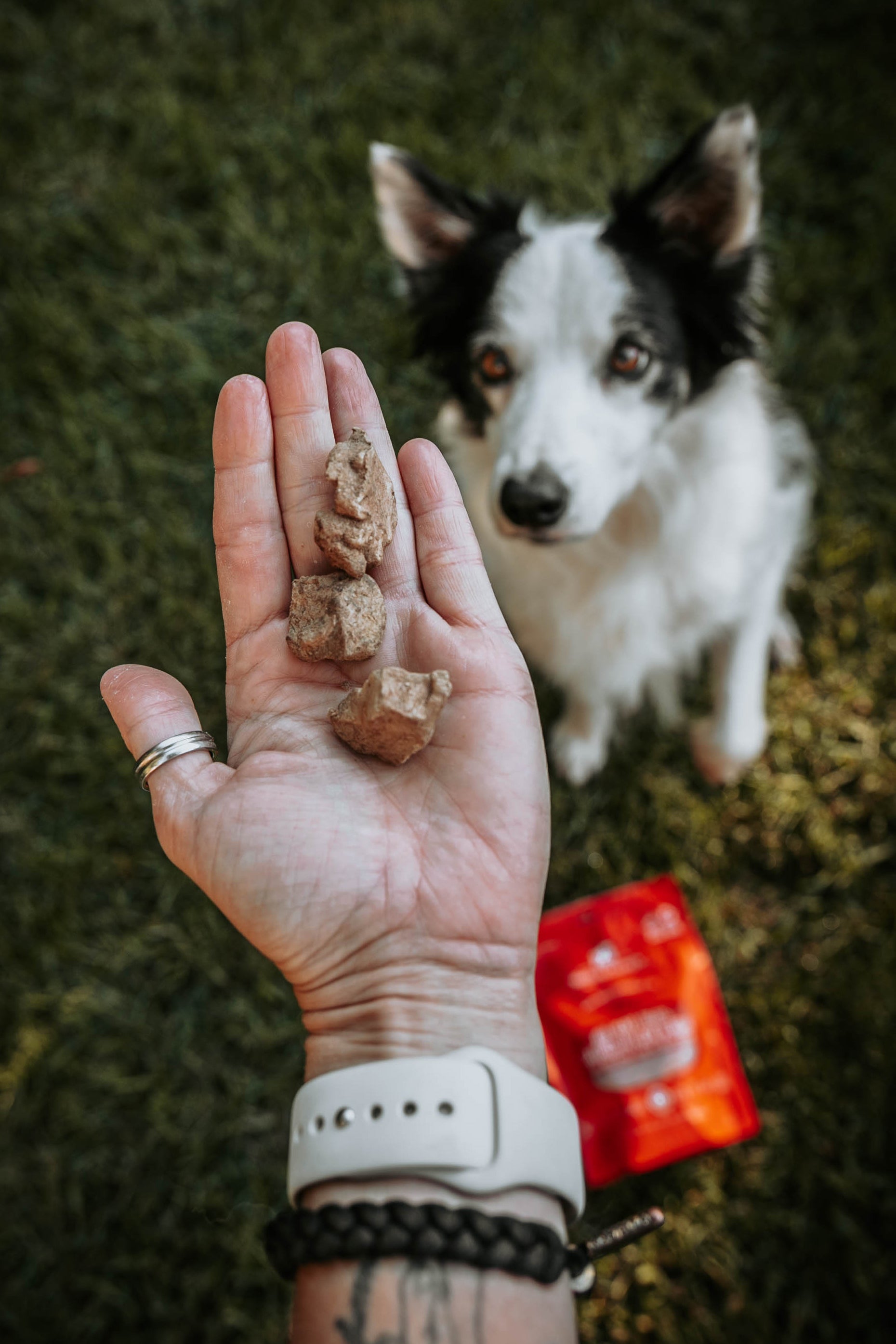 Coeur de boeuf lyophilisé - Stella & Chewy