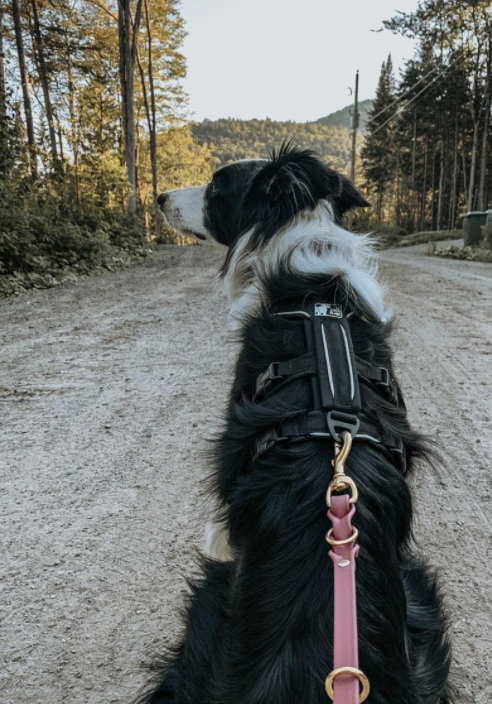Harnais ATLAS - Le chien blanc