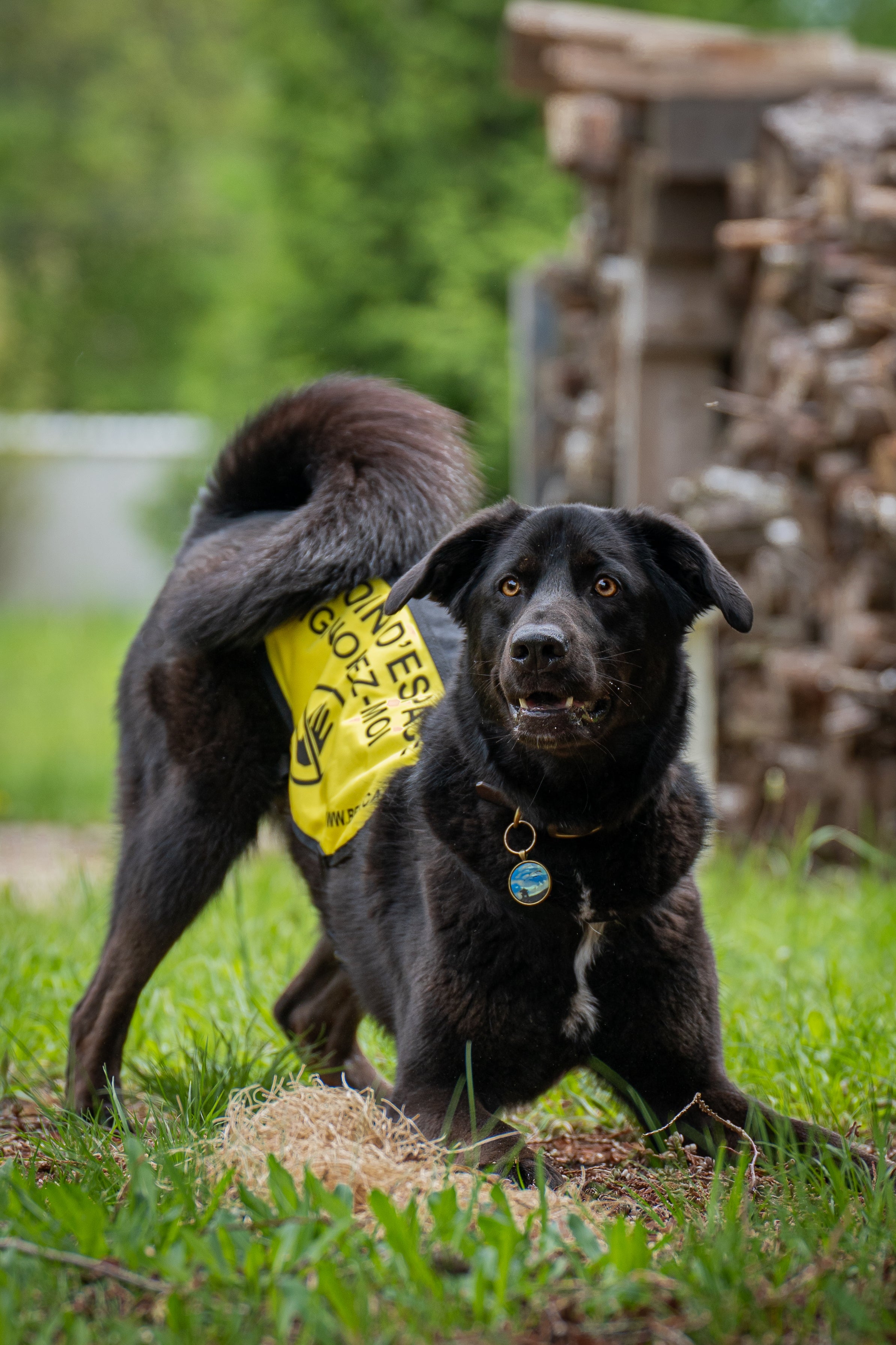 Dossard besoin d’espace BELI